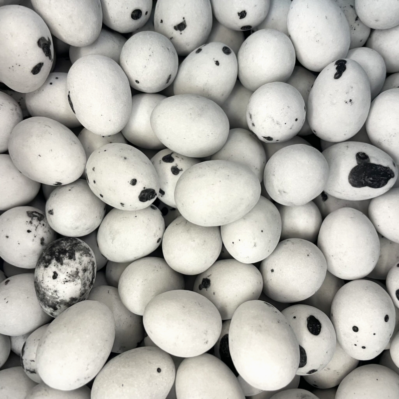 Œuf de Goéland Pâques